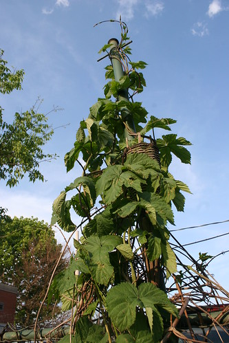 The History of Hops: From Ancient Agronomy to Modern Brewing