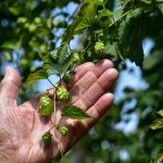 Exploring the Types of Hops: Top Ten Hop Varieties types of hops,